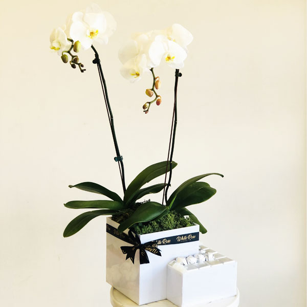 Quicky's Product Image